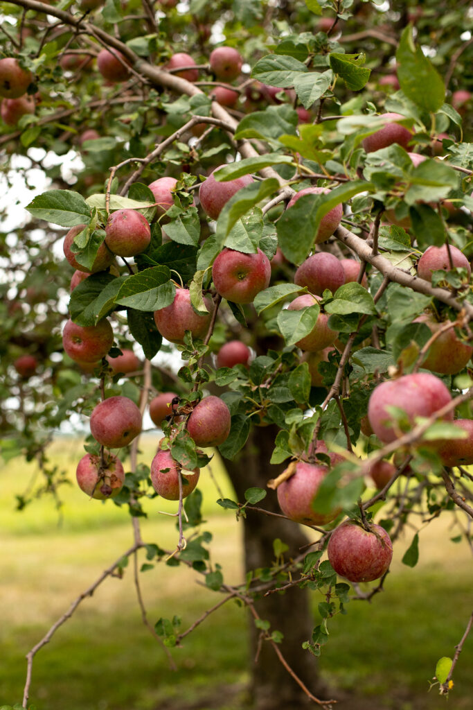 apple tree loaded with fresh fruit