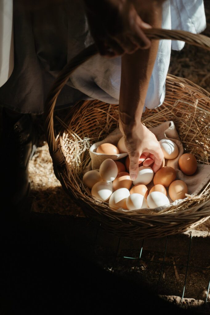 Eggs being collected in a basket