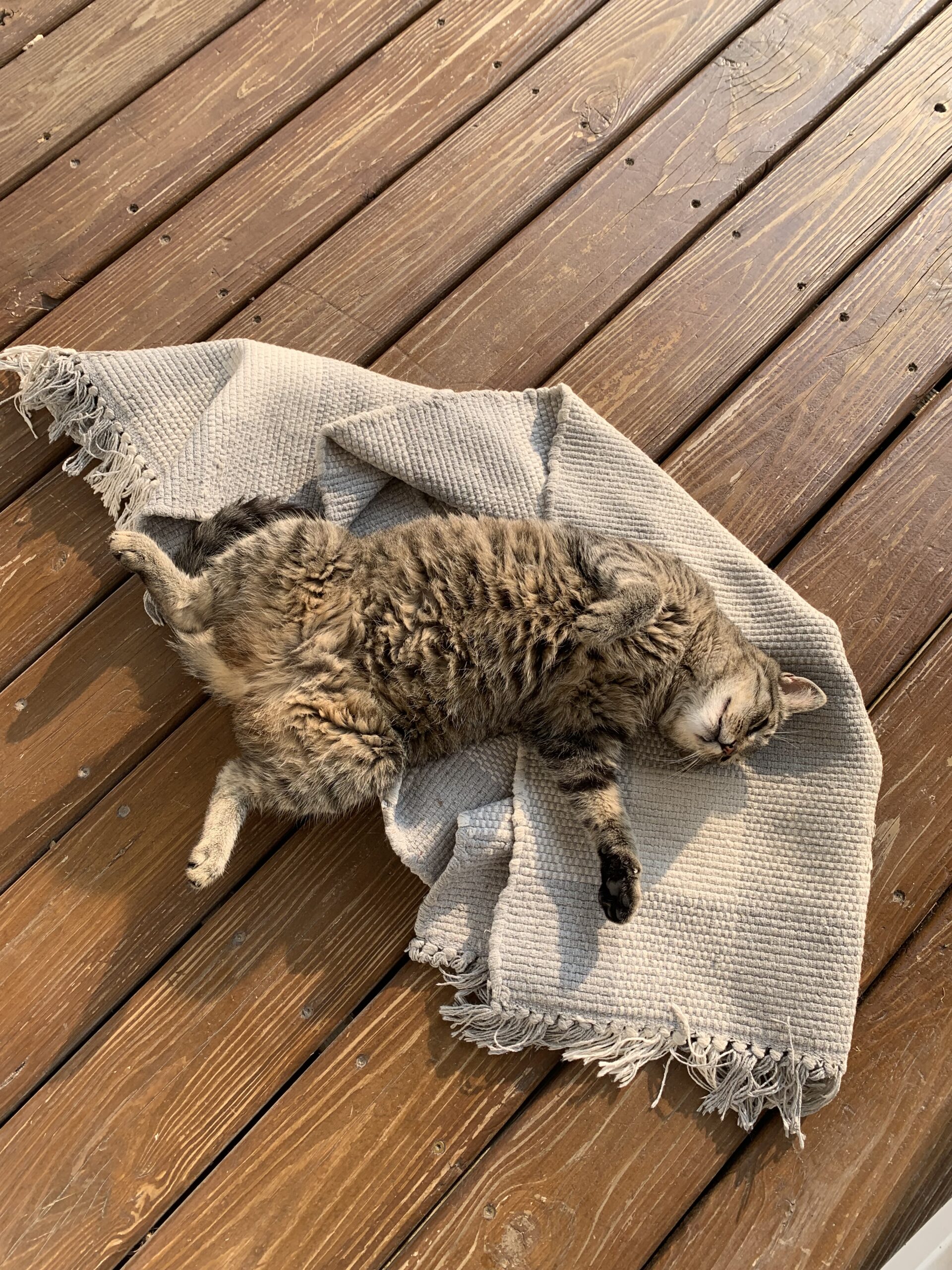 cat laying sprawled out on porch