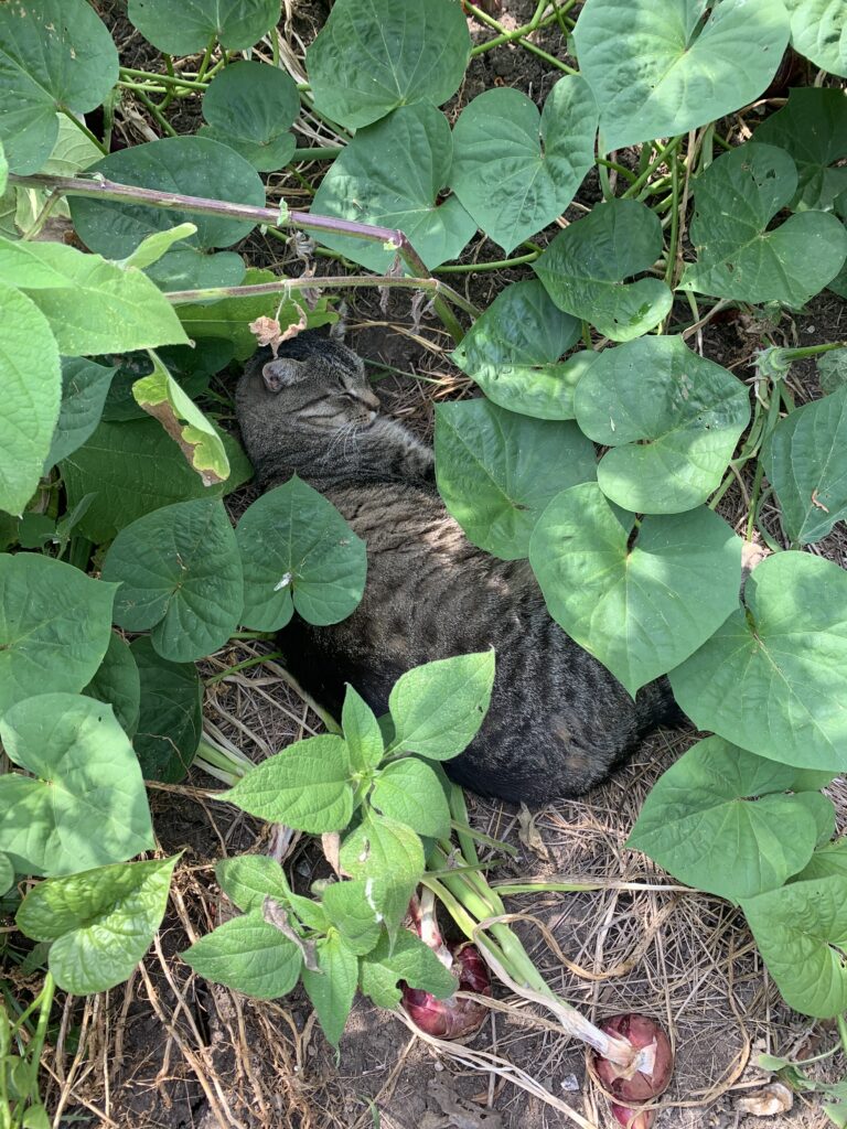 cat taking a nap in the garden