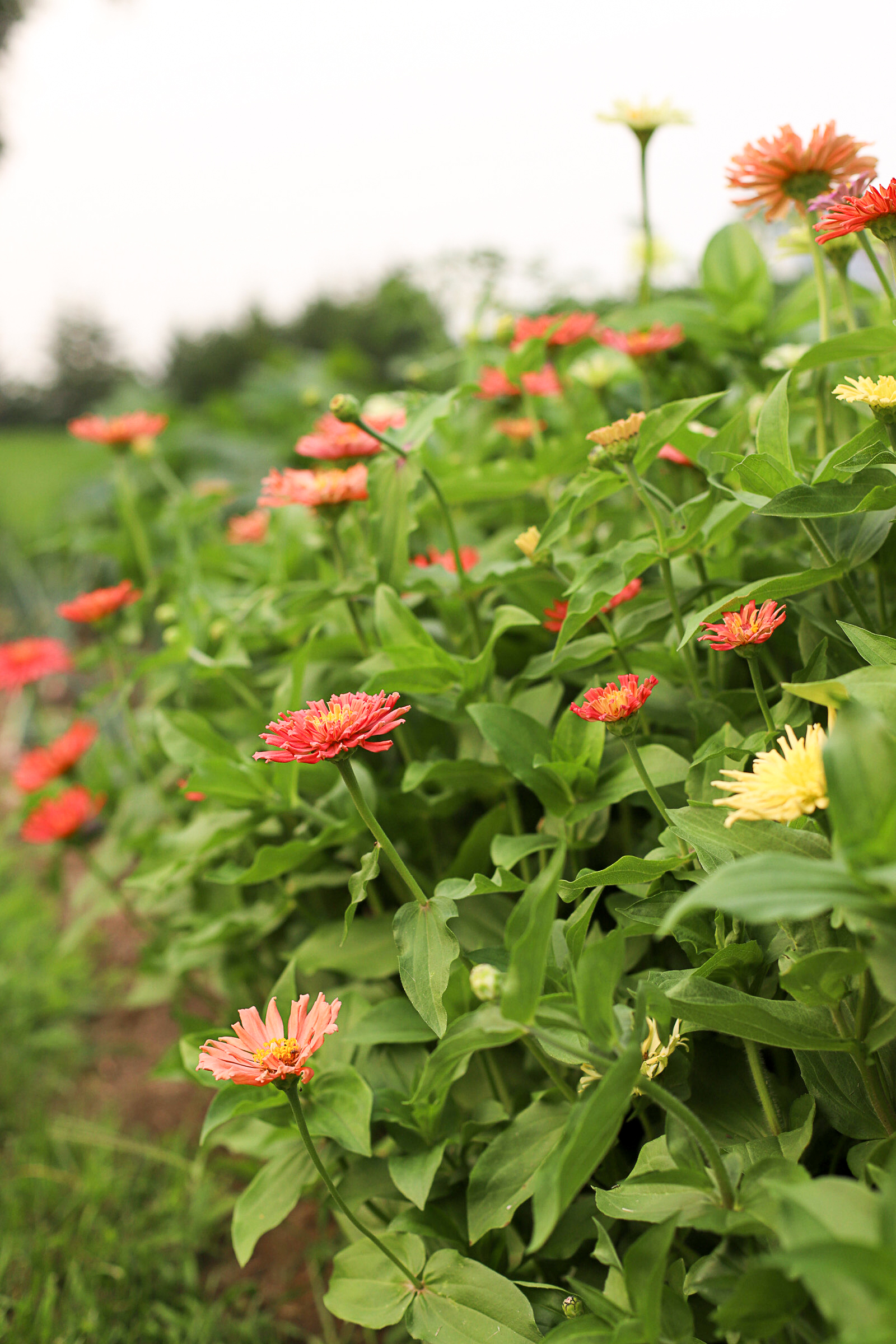 wide shot of row of zinnias