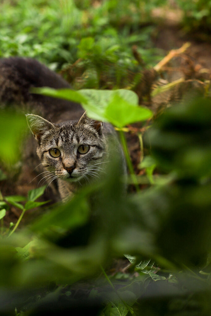 cat looking through leaves of a plant