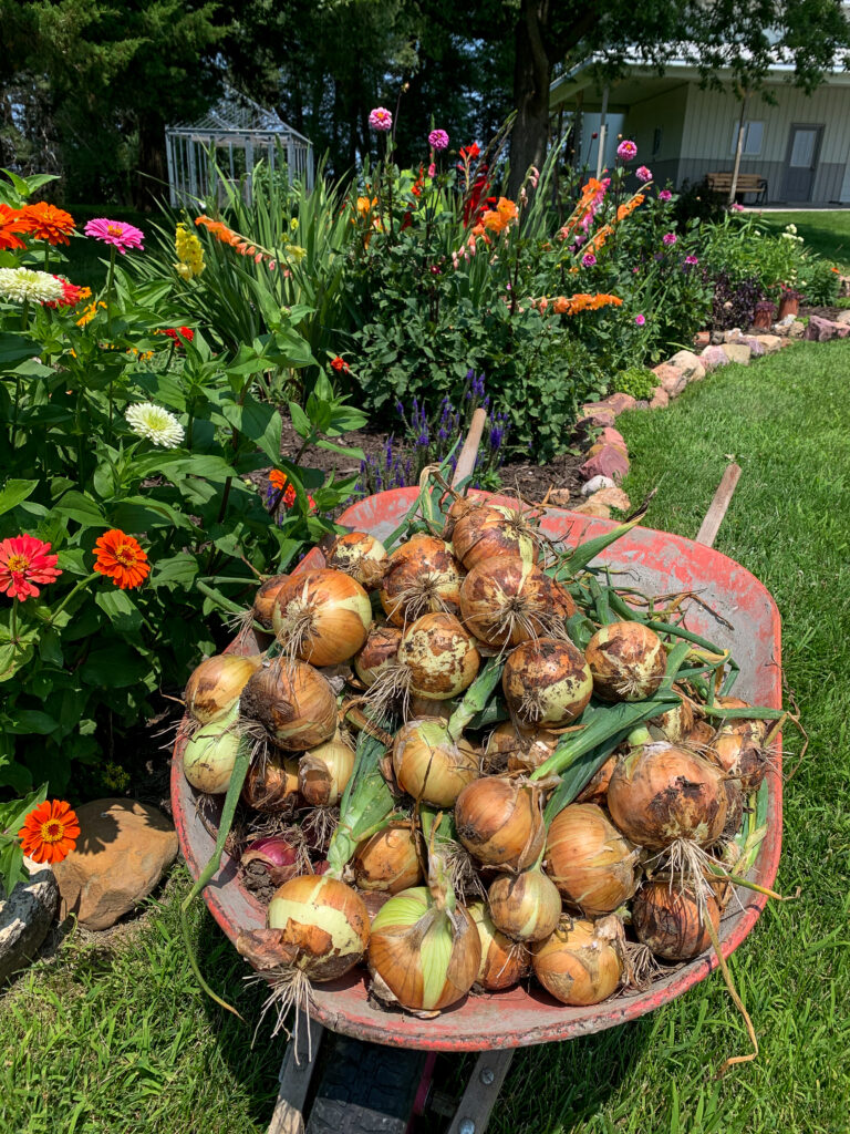 wheelbarrow filled with freshly picked onions next to a flower bed on the homestead