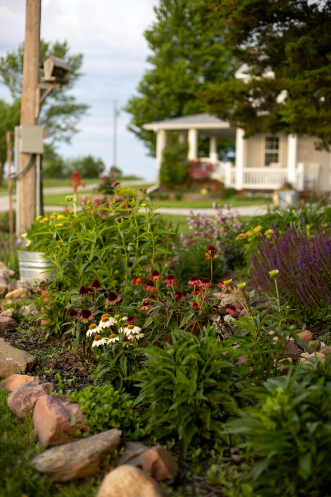 shot of flowers in garden