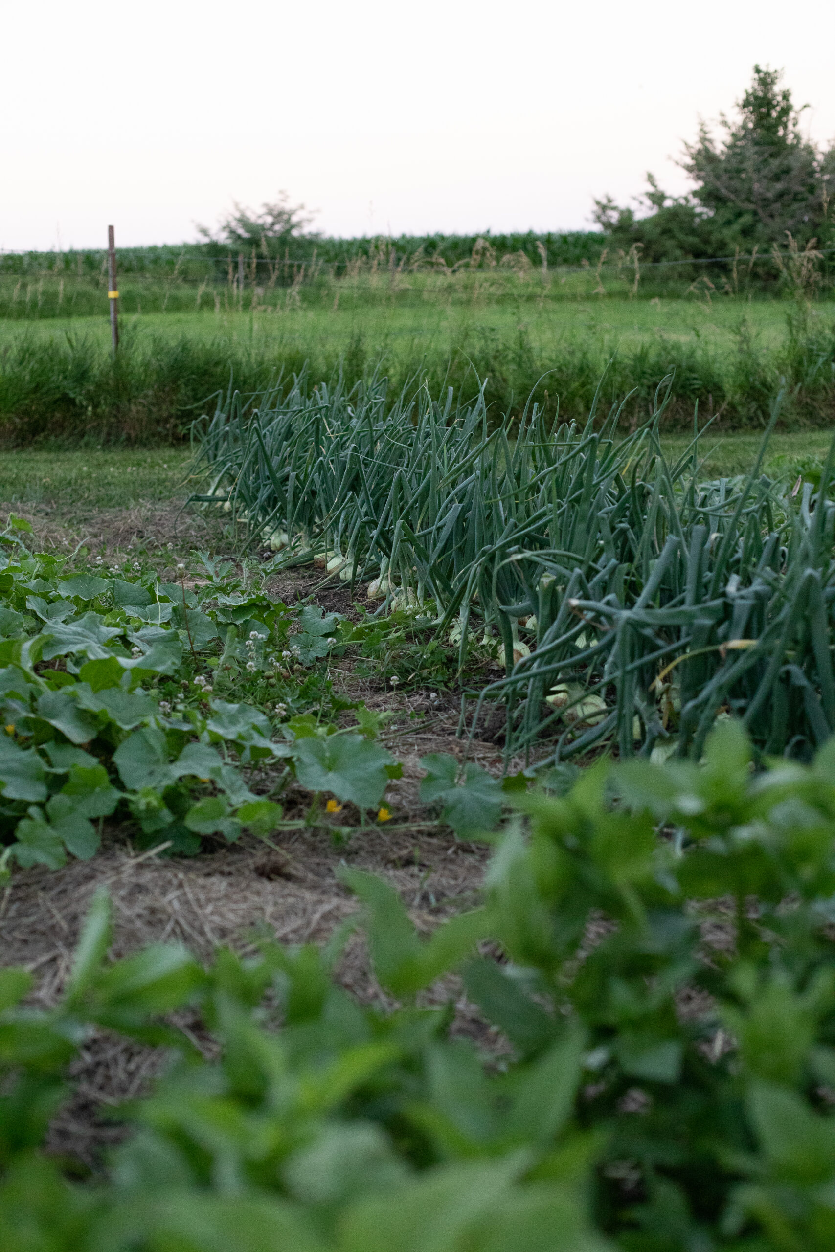 onions growing in a row