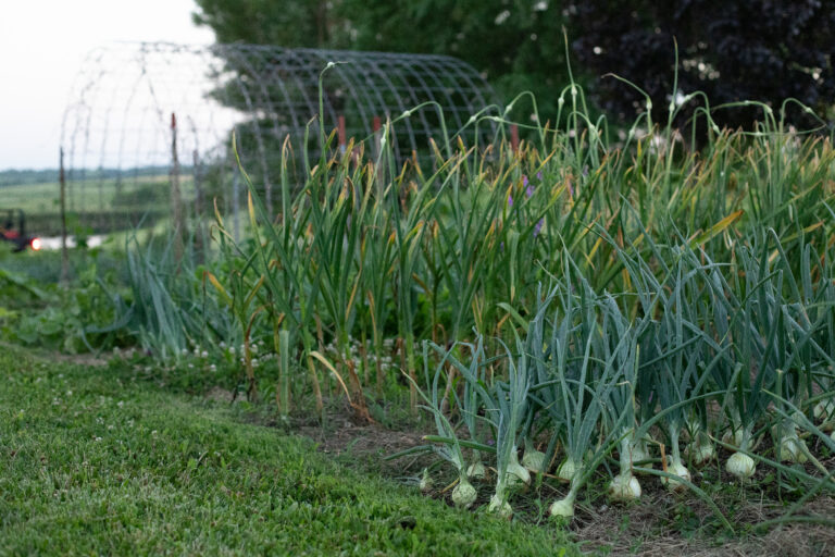 onions growing in the garden