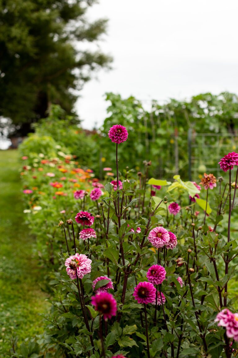 Dahlias blooming in the garden