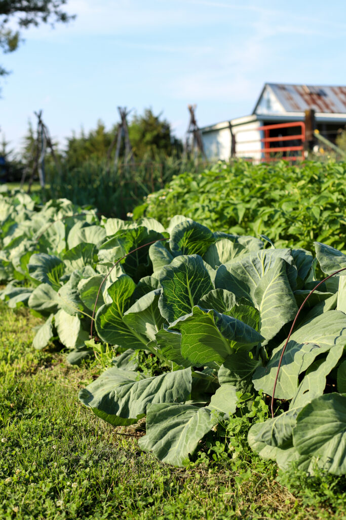 image of cabbages and potatoes growing in a garden