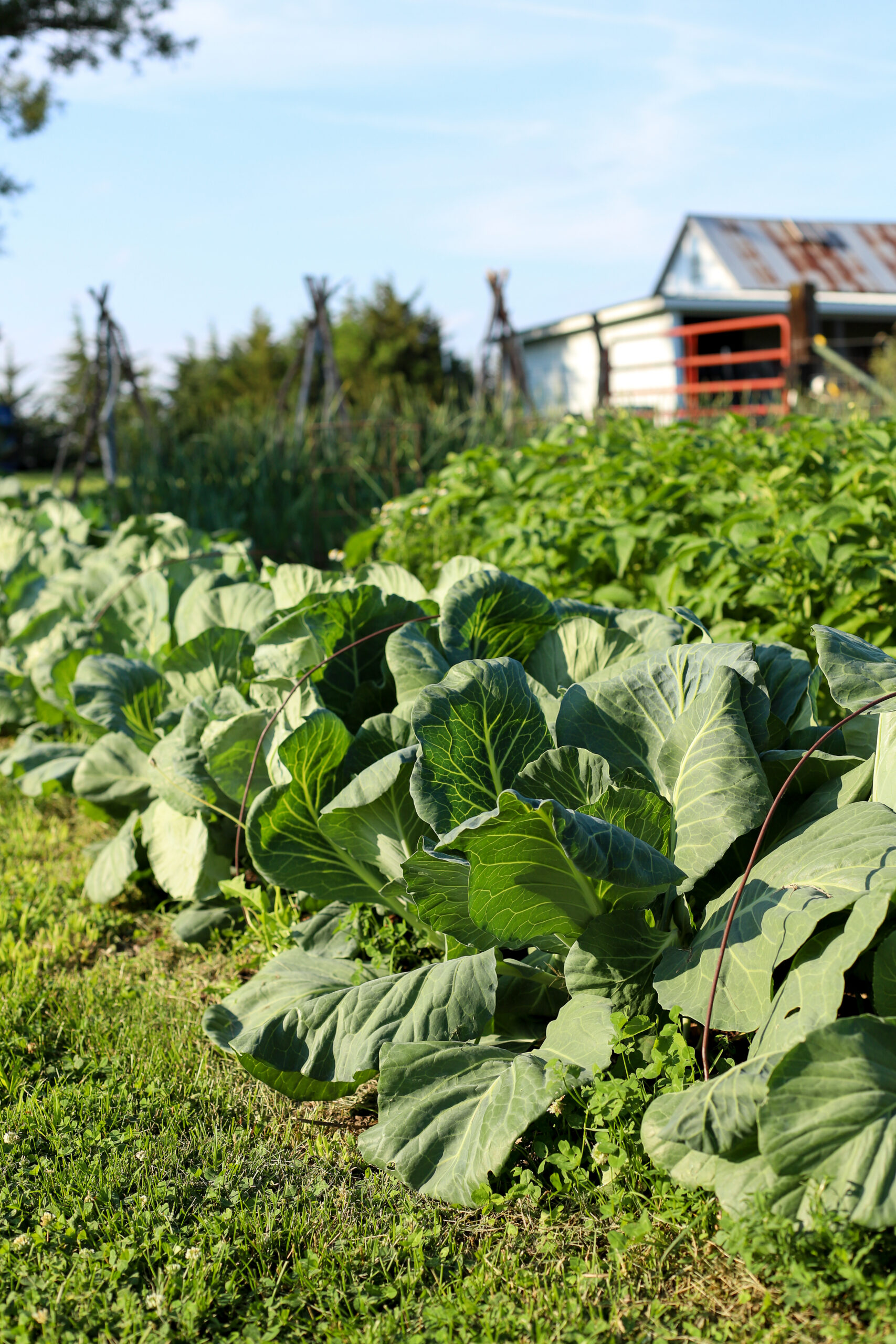 image of cabbages and potatoes growing in a garden