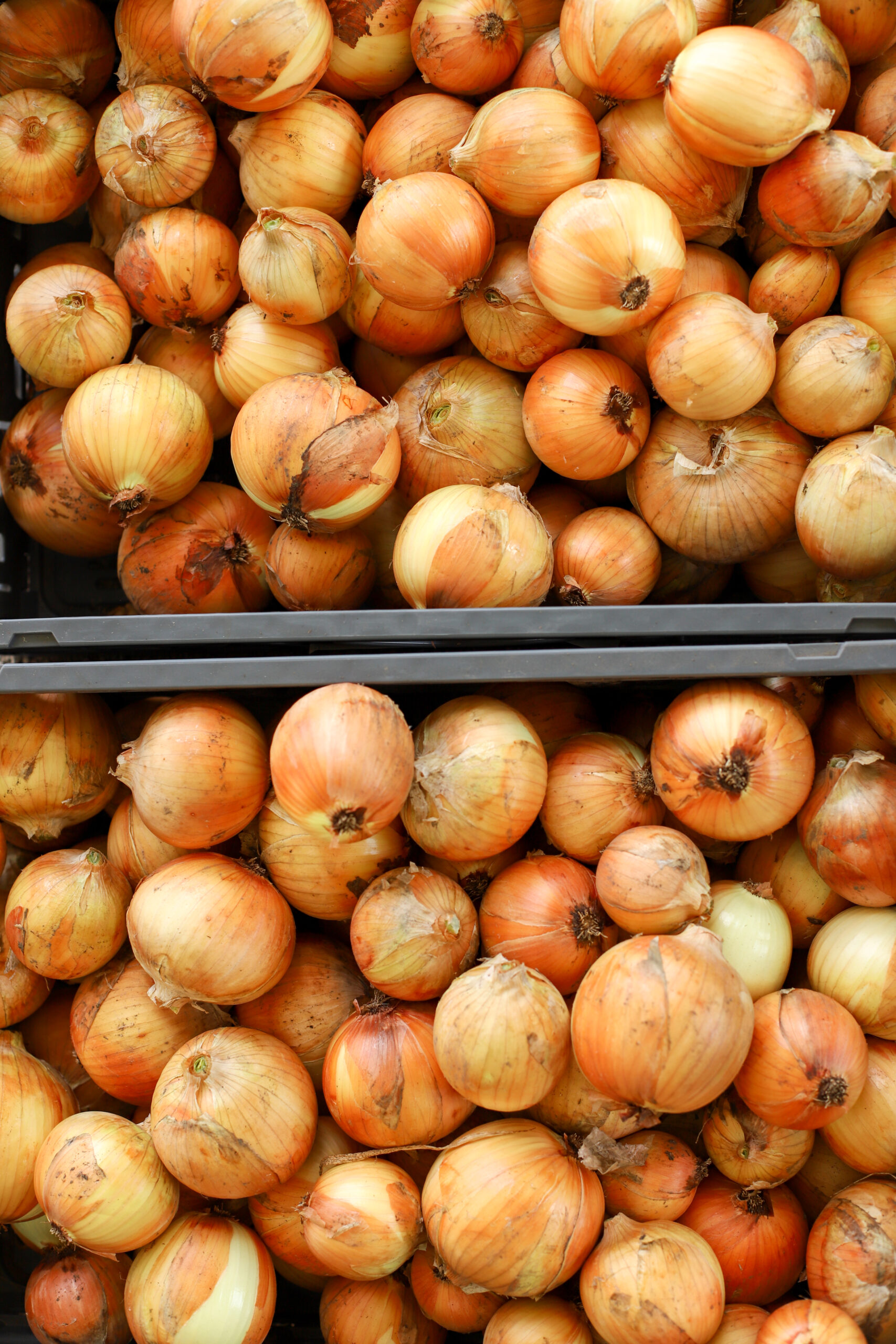up close shot of two crates of onions ready to store