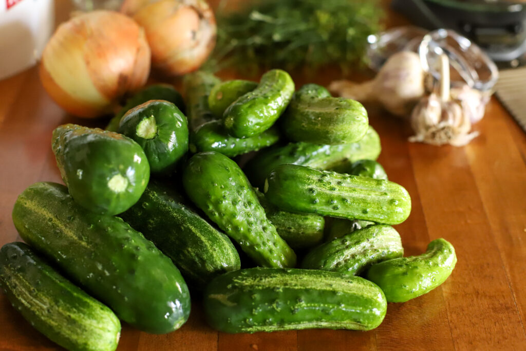 pile of freshly picked pickling cucumbers