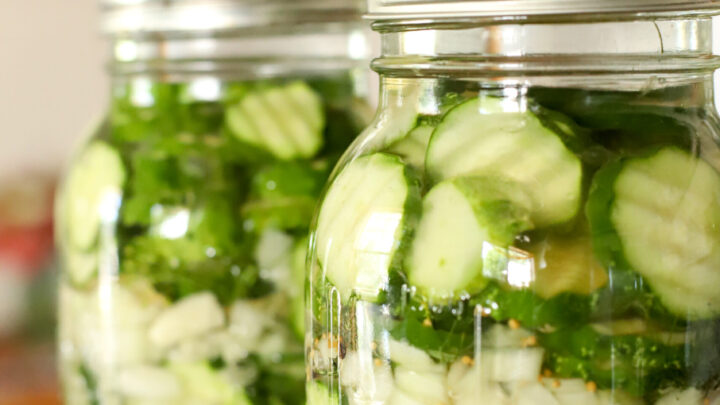 a full jar of crisp fermented cucumber dill pickles