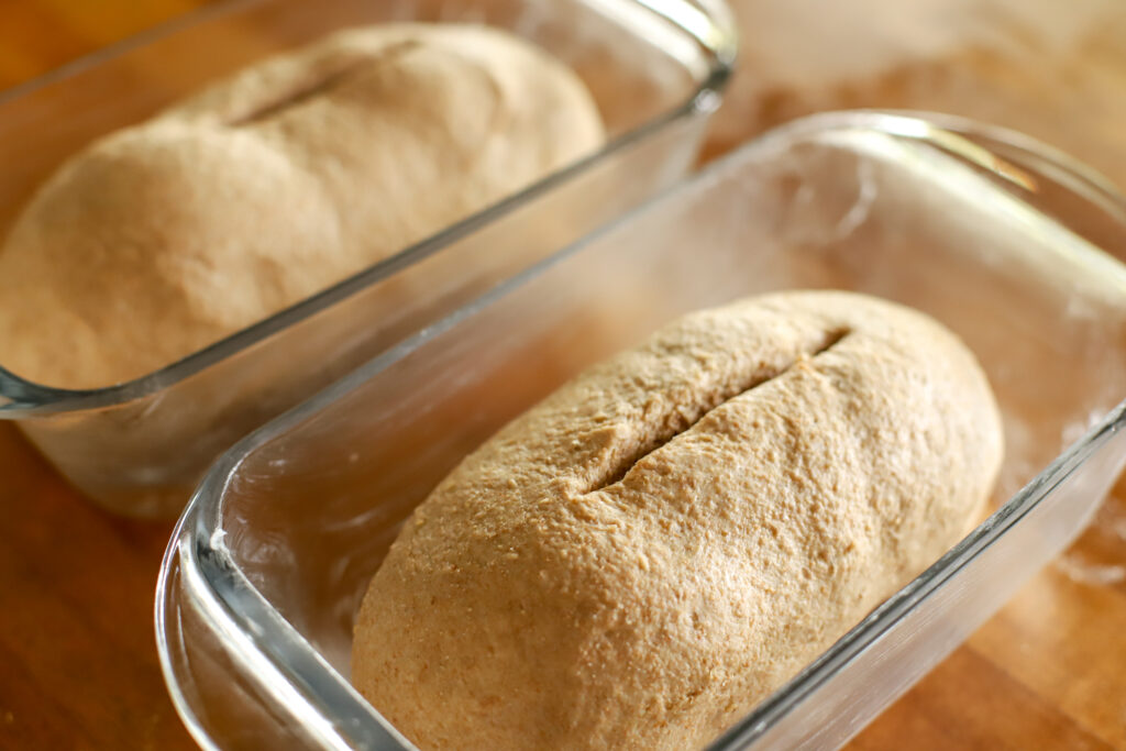 loaves ready for the oven