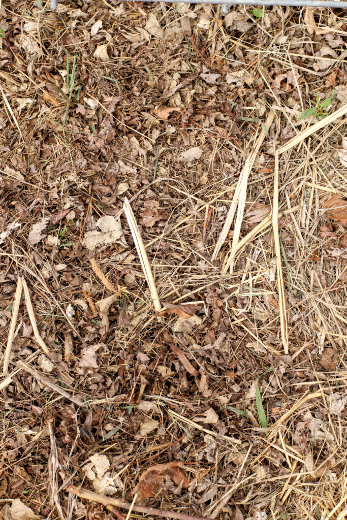 up close shot of garden soil covered in leaves