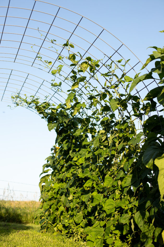 up close shot of Fortex Green Beans growing on a cattle panel tunnel