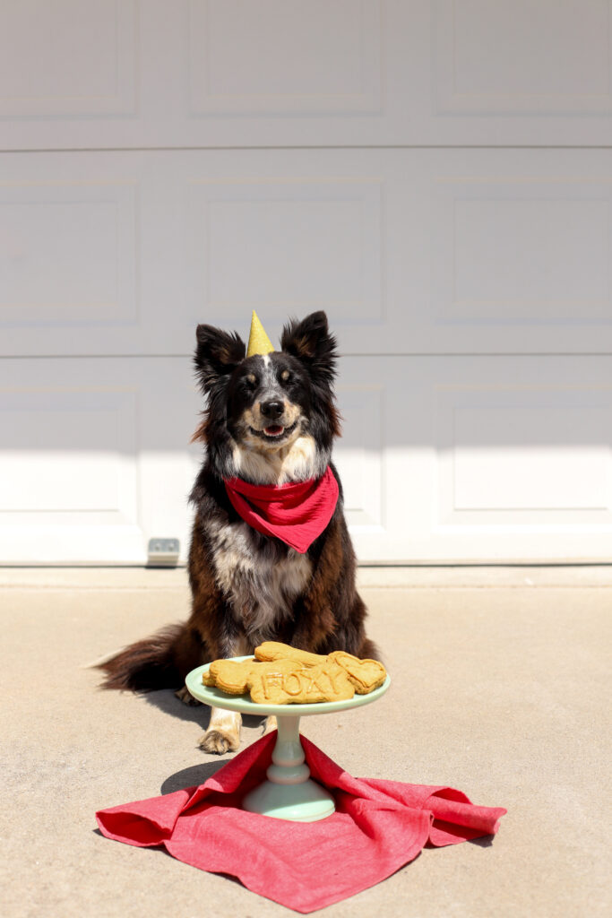 up close shot of dog posing with party hat and bandana in front of a tray of homemade dog treats