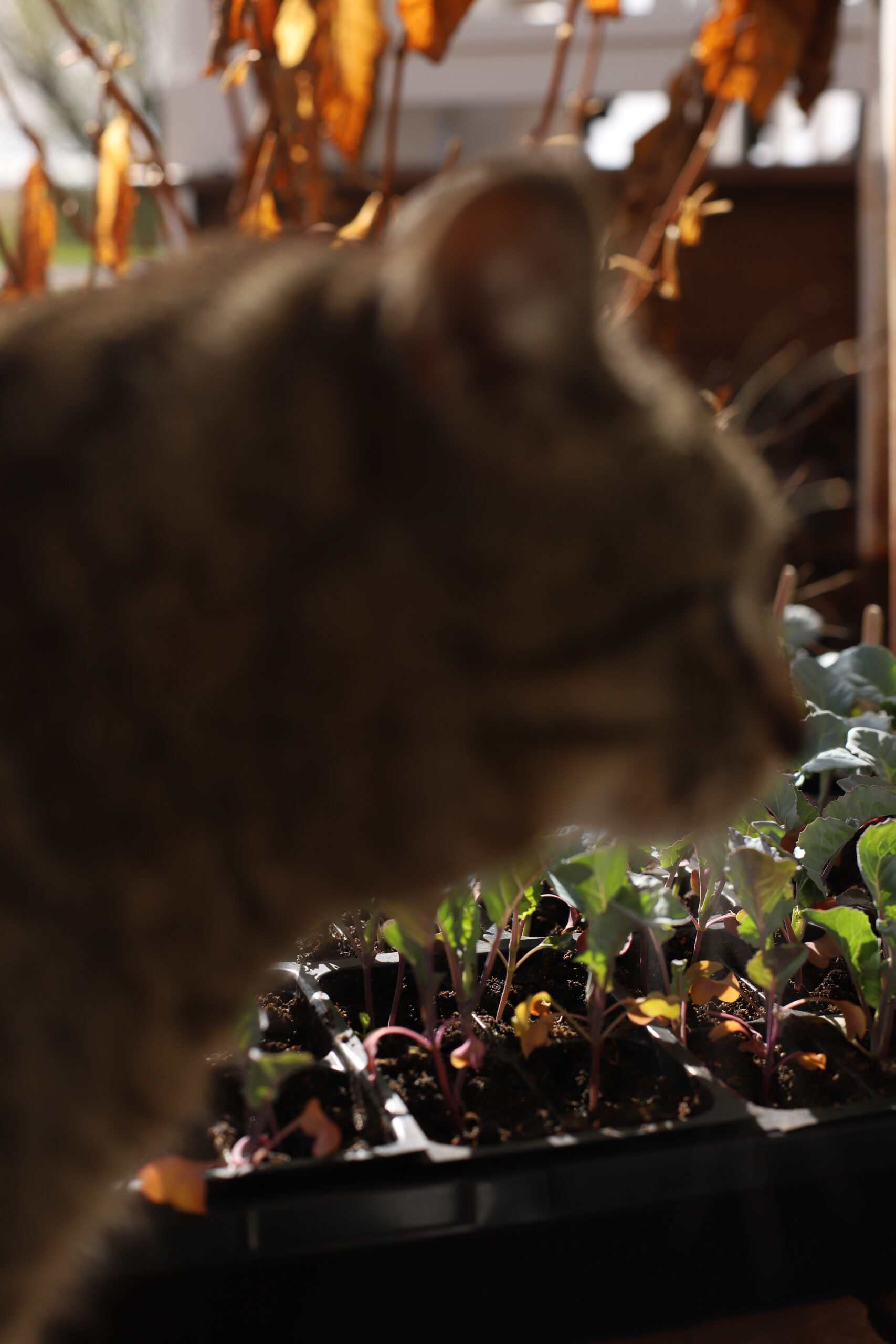up close shot of cat getting in front of camera lens