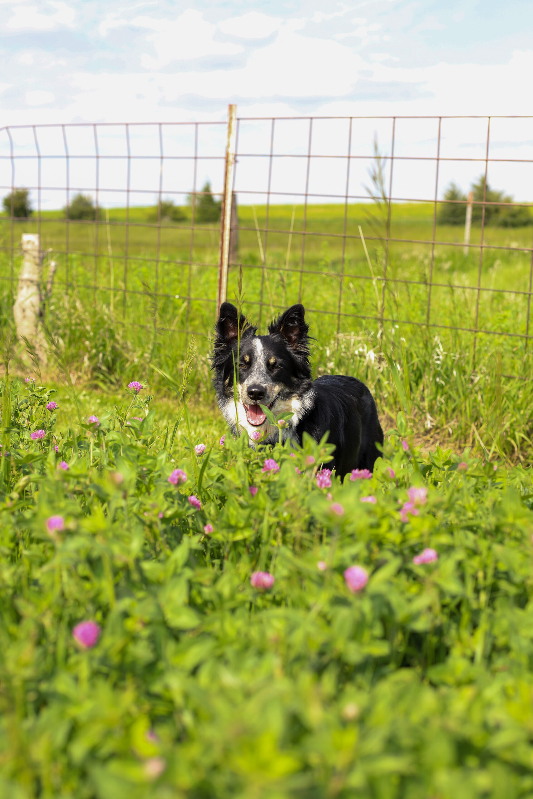 up close shot of dog in a green grassy field