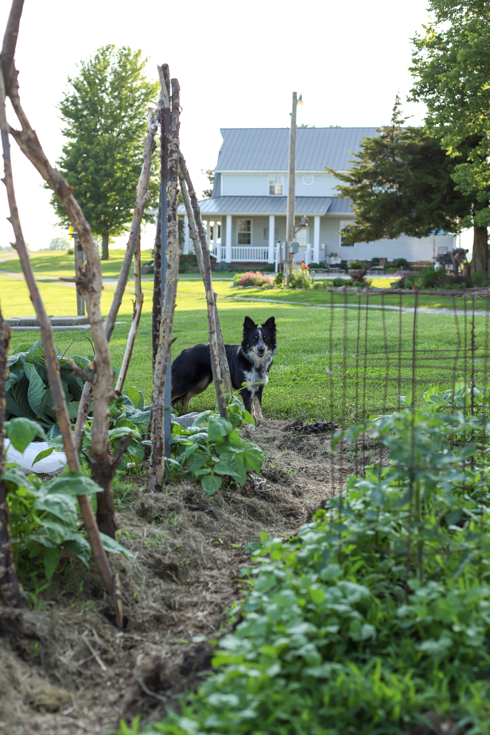 image of dog in the garden with spring plants