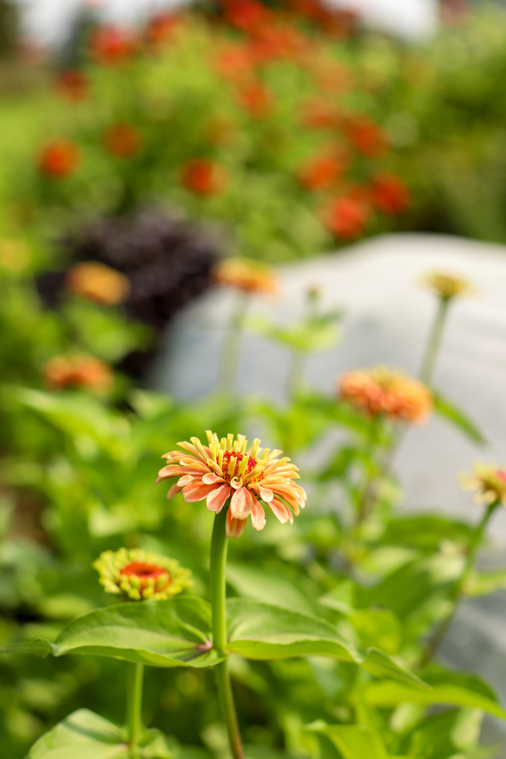 Up close shot of zinnias growing in a garden