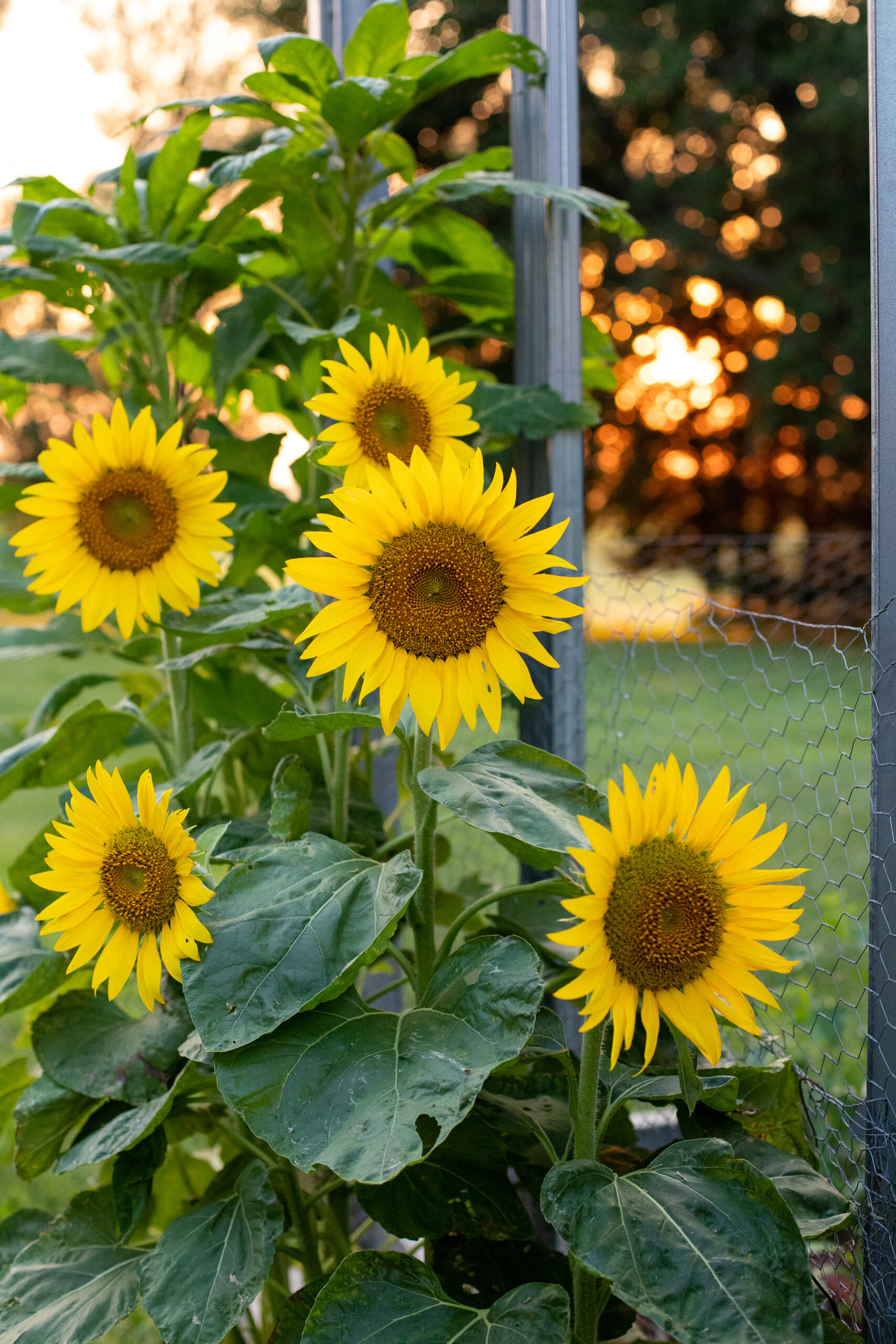 Up close shot of sunflowers growing in the garden